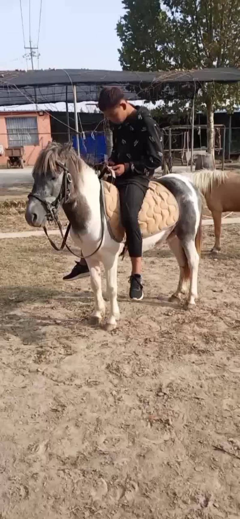 骑乘马德保矮马小矮马养殖设特兰矮马纯血马半血马温血马