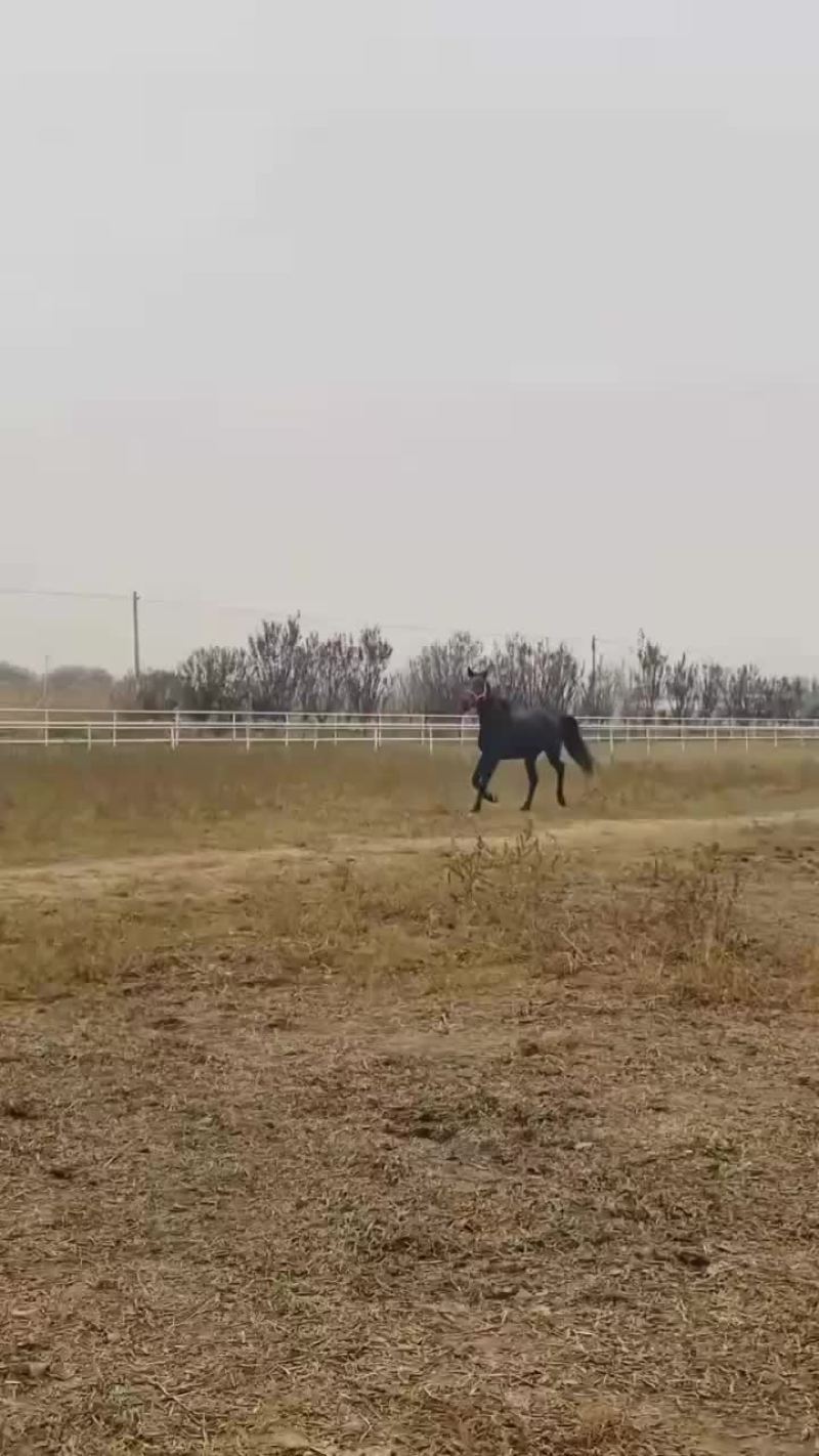 骑乘马德保矮马小矮马养殖设特兰矮马纯血马半血马温血马
