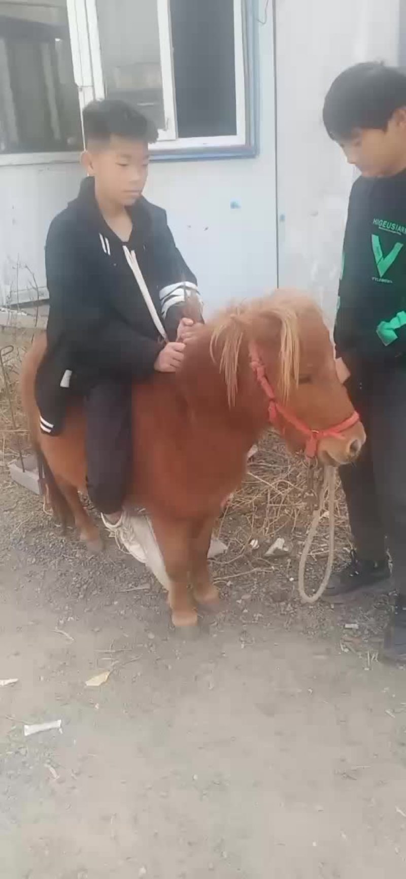 骑乘马德保矮马小矮马养殖设特兰矮马纯血马半血马温血马