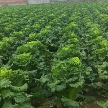 北京新三号，青麻叶大白菜，一手货源，自产自销
