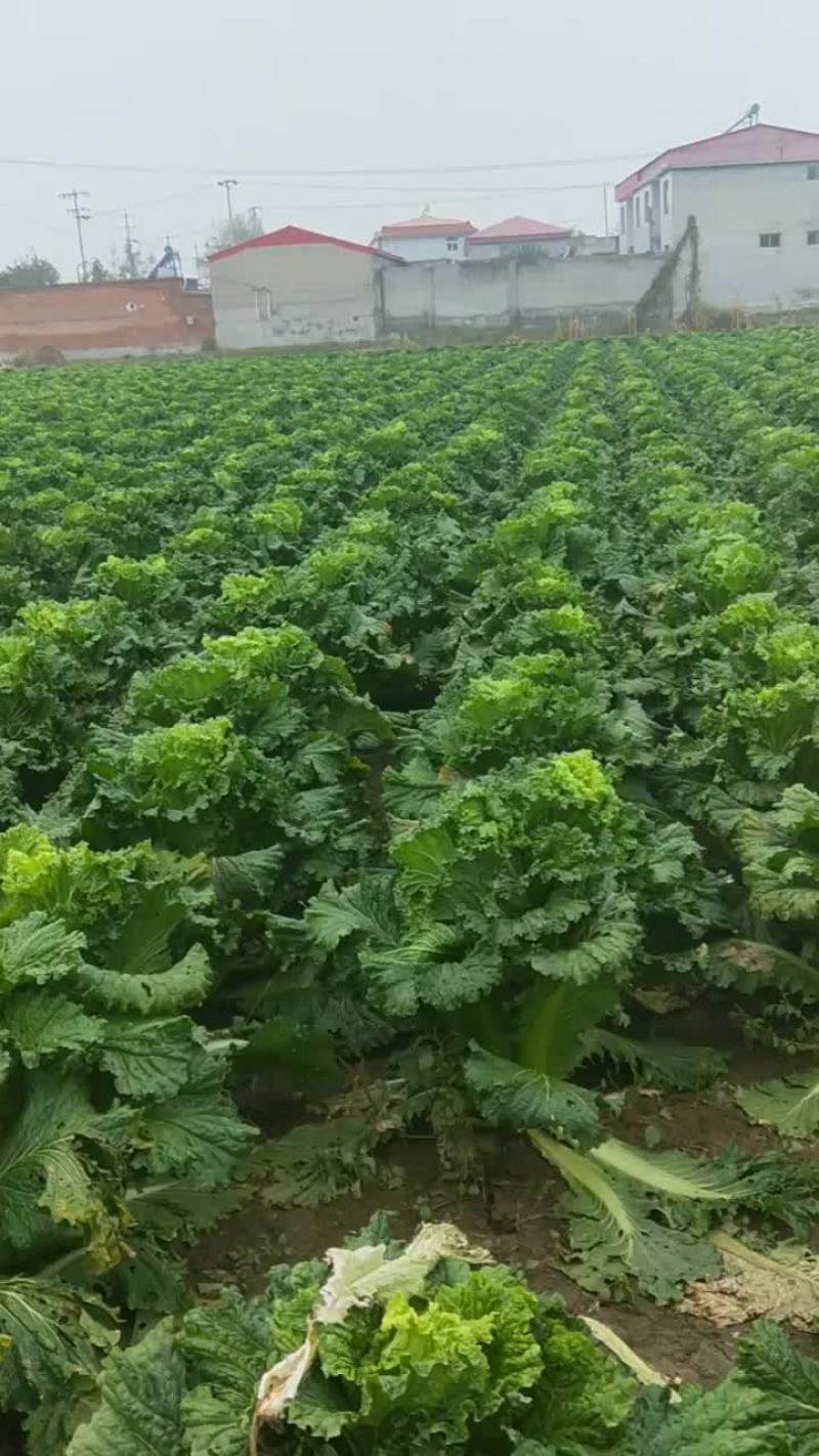 北京新三号，青麻叶大白菜，一手货源，自产自销