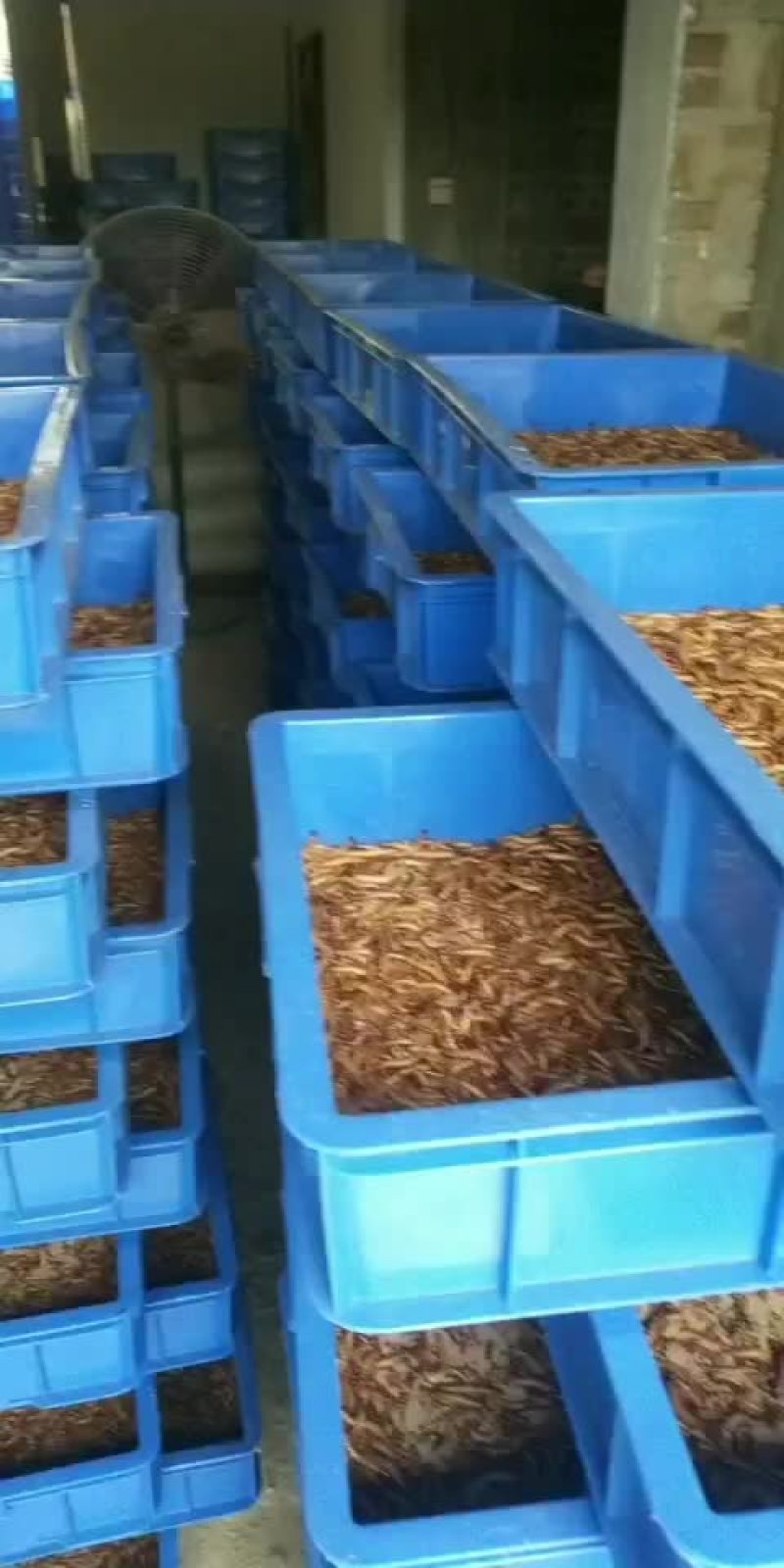 蛋白虫养殖