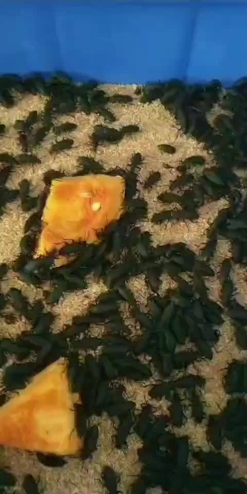 蛋白虫养殖