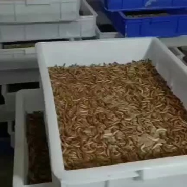 蛋白虫养殖