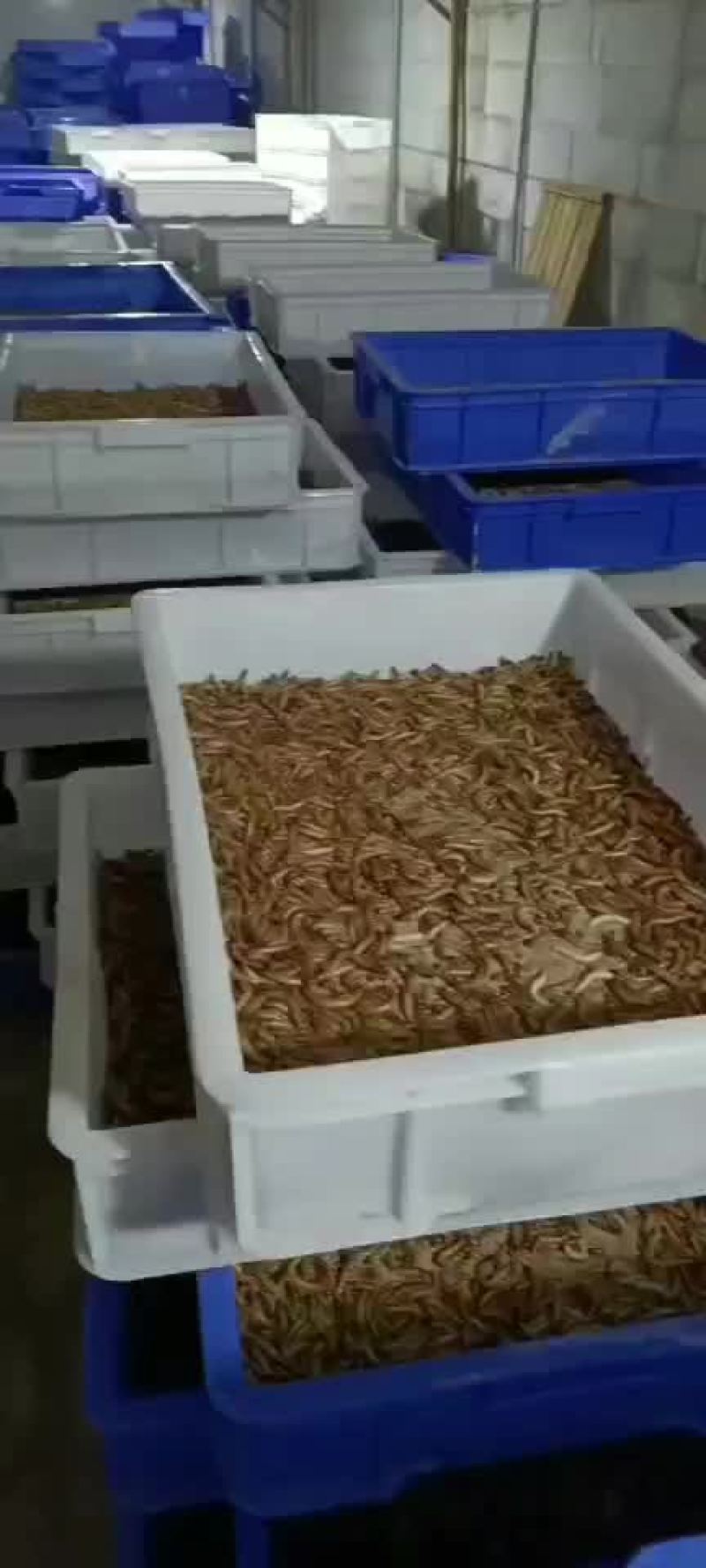 蛋白虫养殖