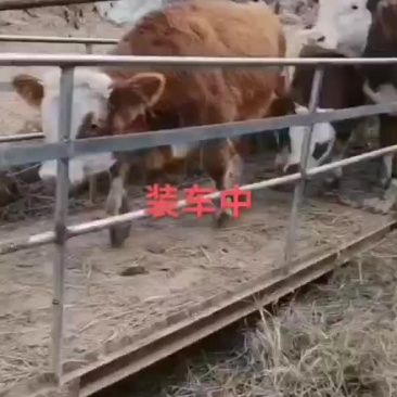 西门塔尔牛装车中