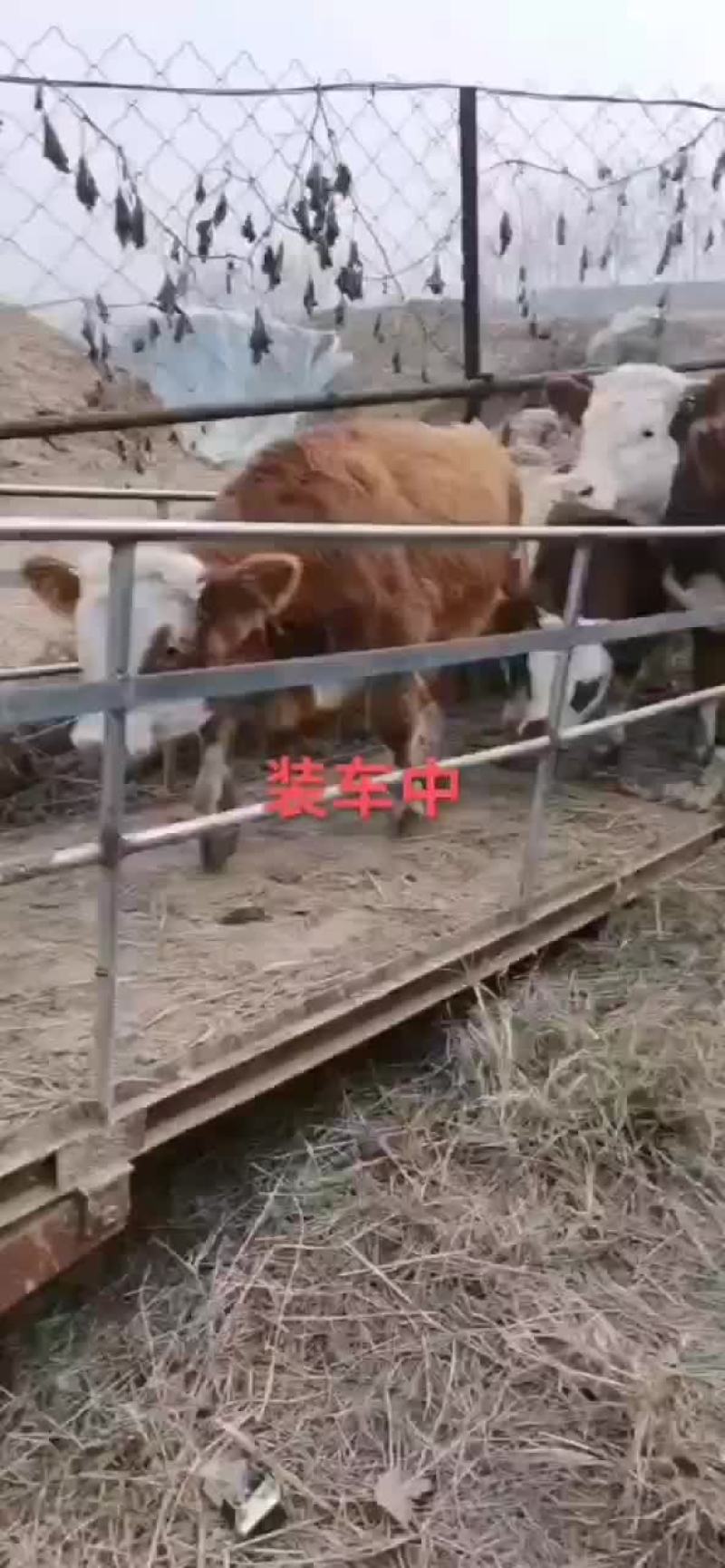 西门塔尔牛装车中