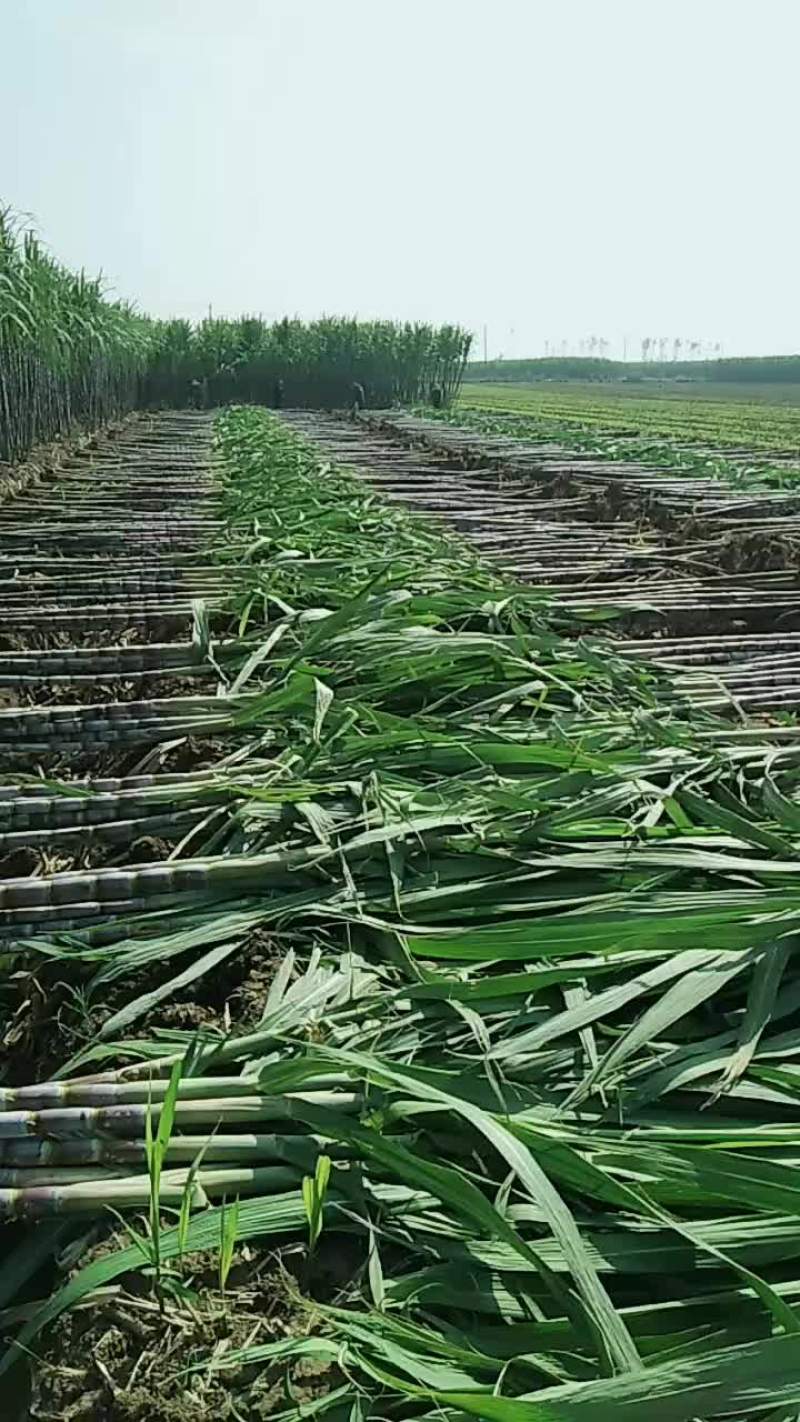 青皮甘蔗，根根精选，客户随到随装，提供返程车。
