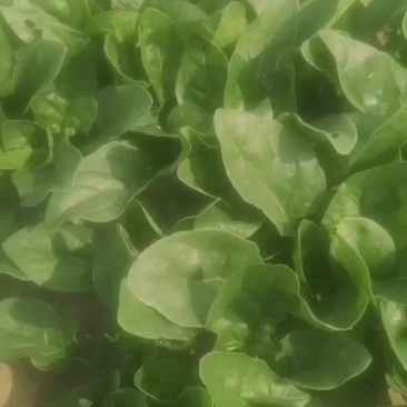 菠菜