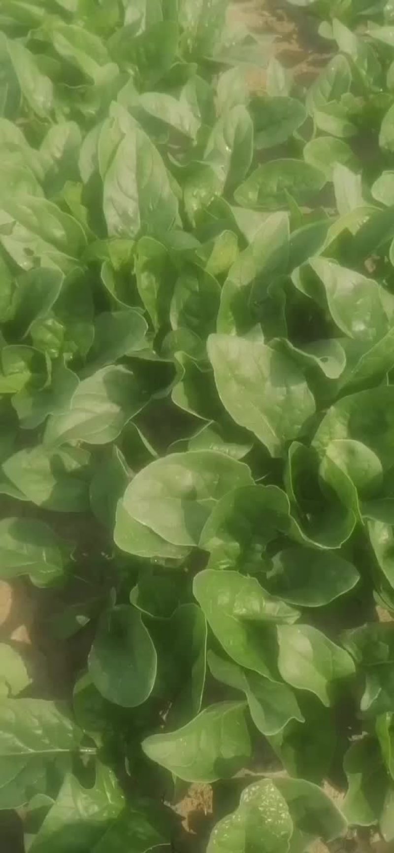 菠菜