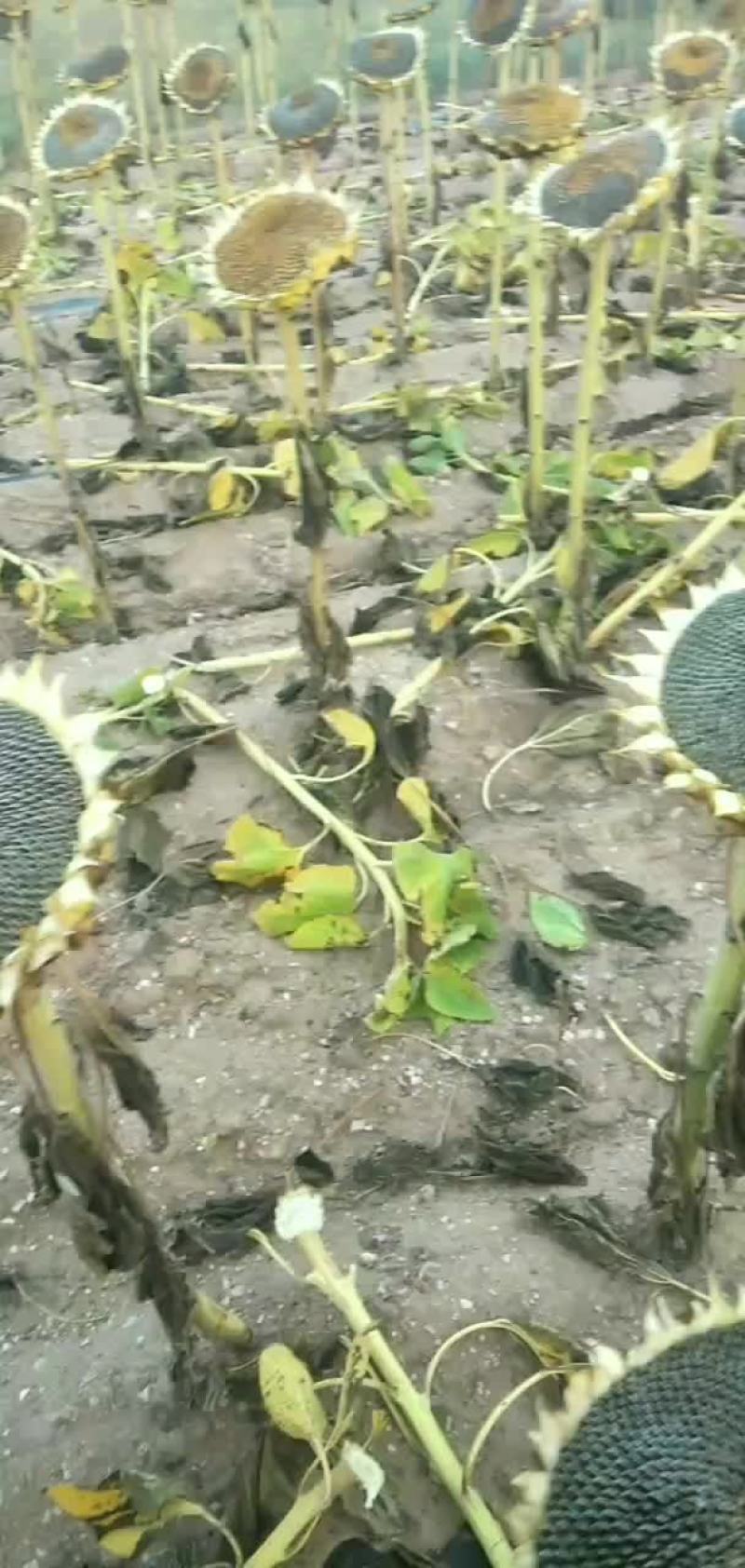食葵