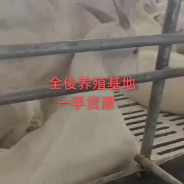 美国白山羊