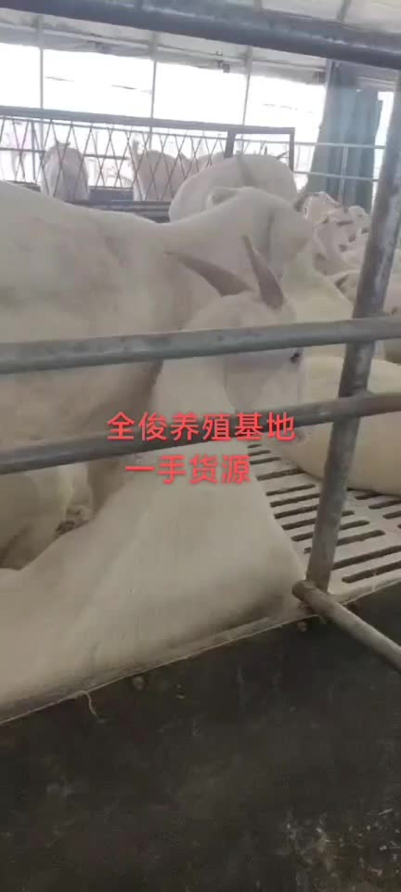 美国白山羊