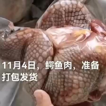 商品鳄鱼，鳄鱼苗，鳄鱼肉