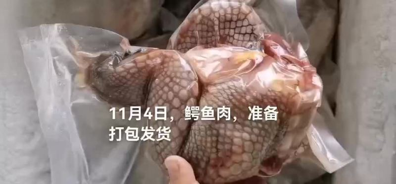 商品鳄鱼，鳄鱼苗，鳄鱼肉