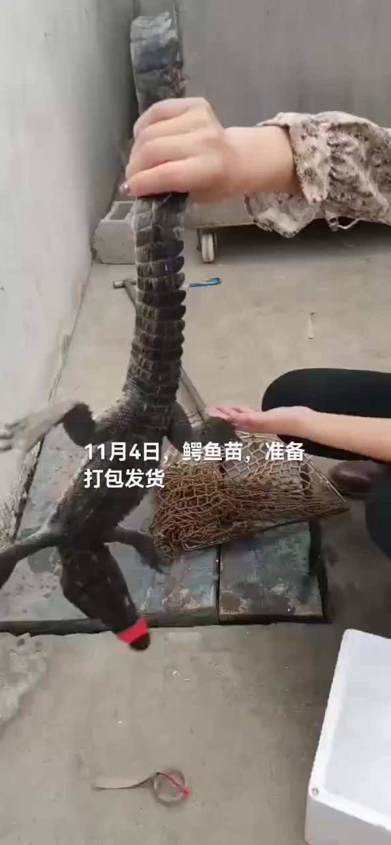 商品鳄鱼，鳄鱼苗，鳄鱼肉