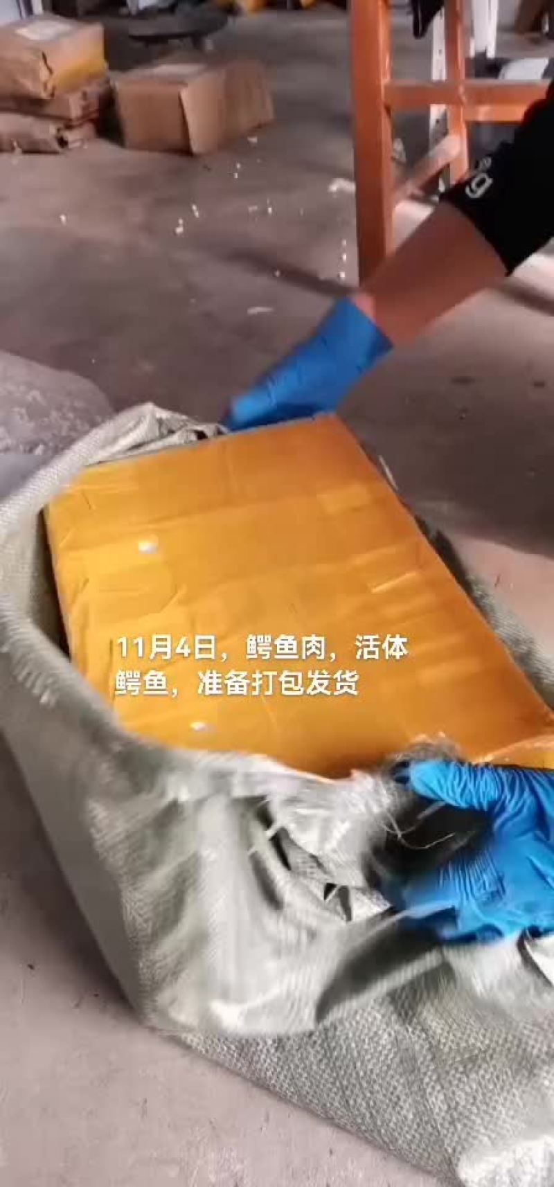 商品鳄鱼，鳄鱼苗，鳄鱼肉