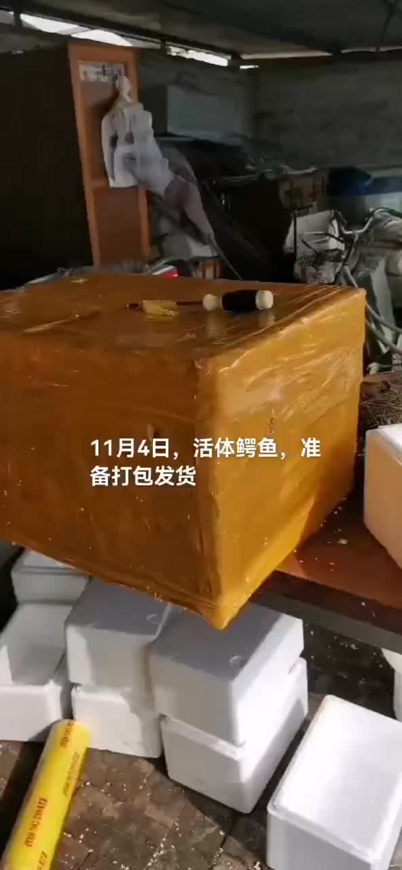 商品鳄鱼，鳄鱼苗，鳄鱼肉