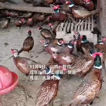 山鸡