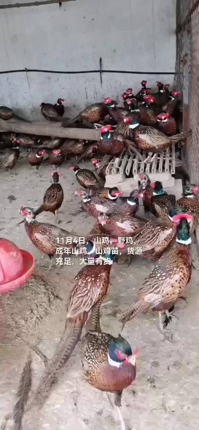 山鸡