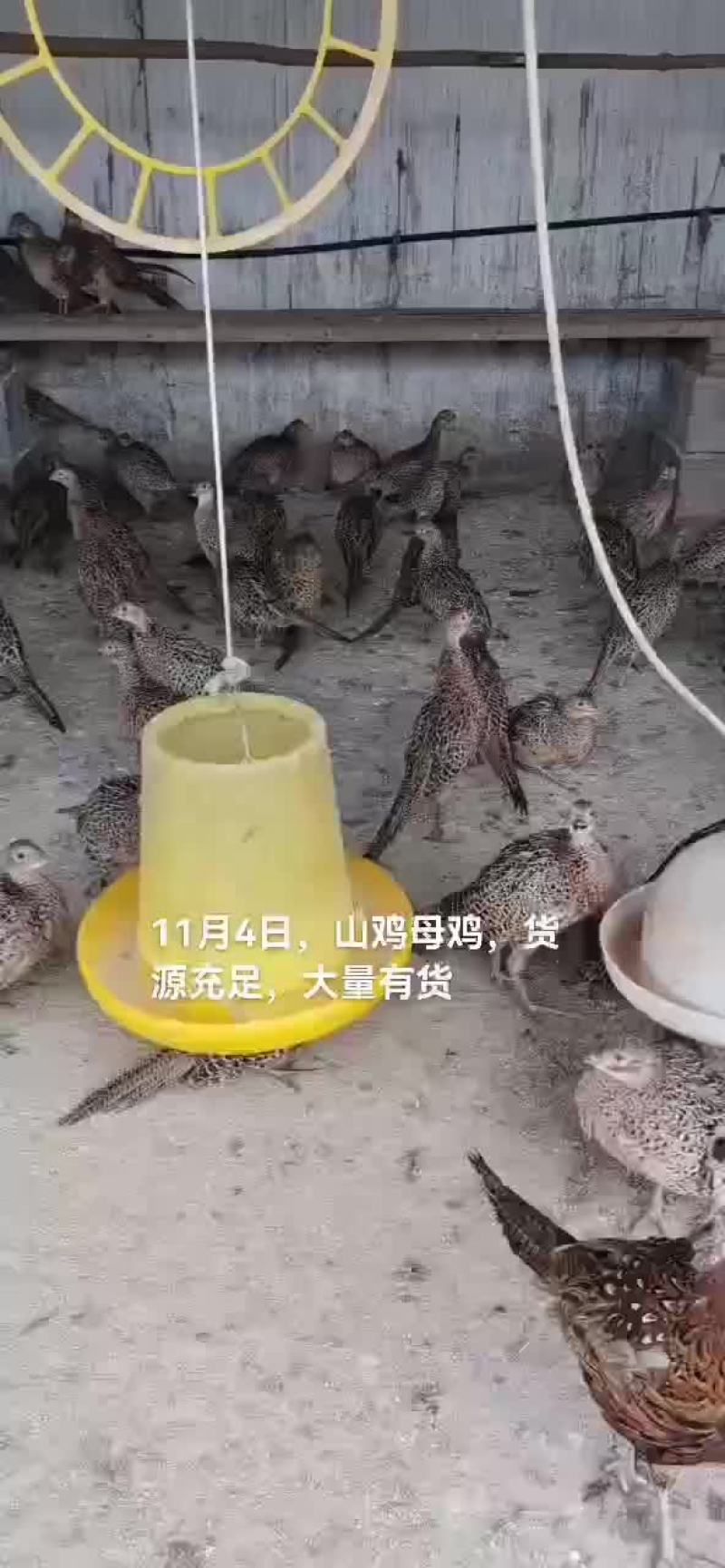山鸡