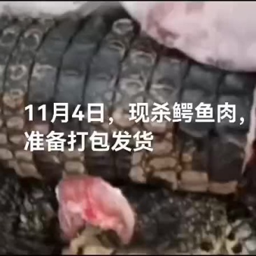 鳄鱼肉