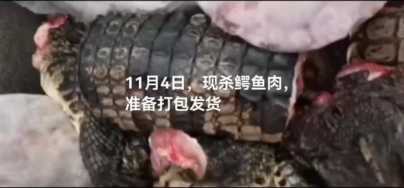鳄鱼肉