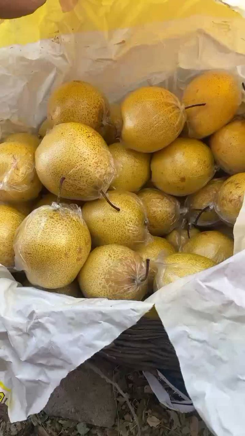 雪花梨
