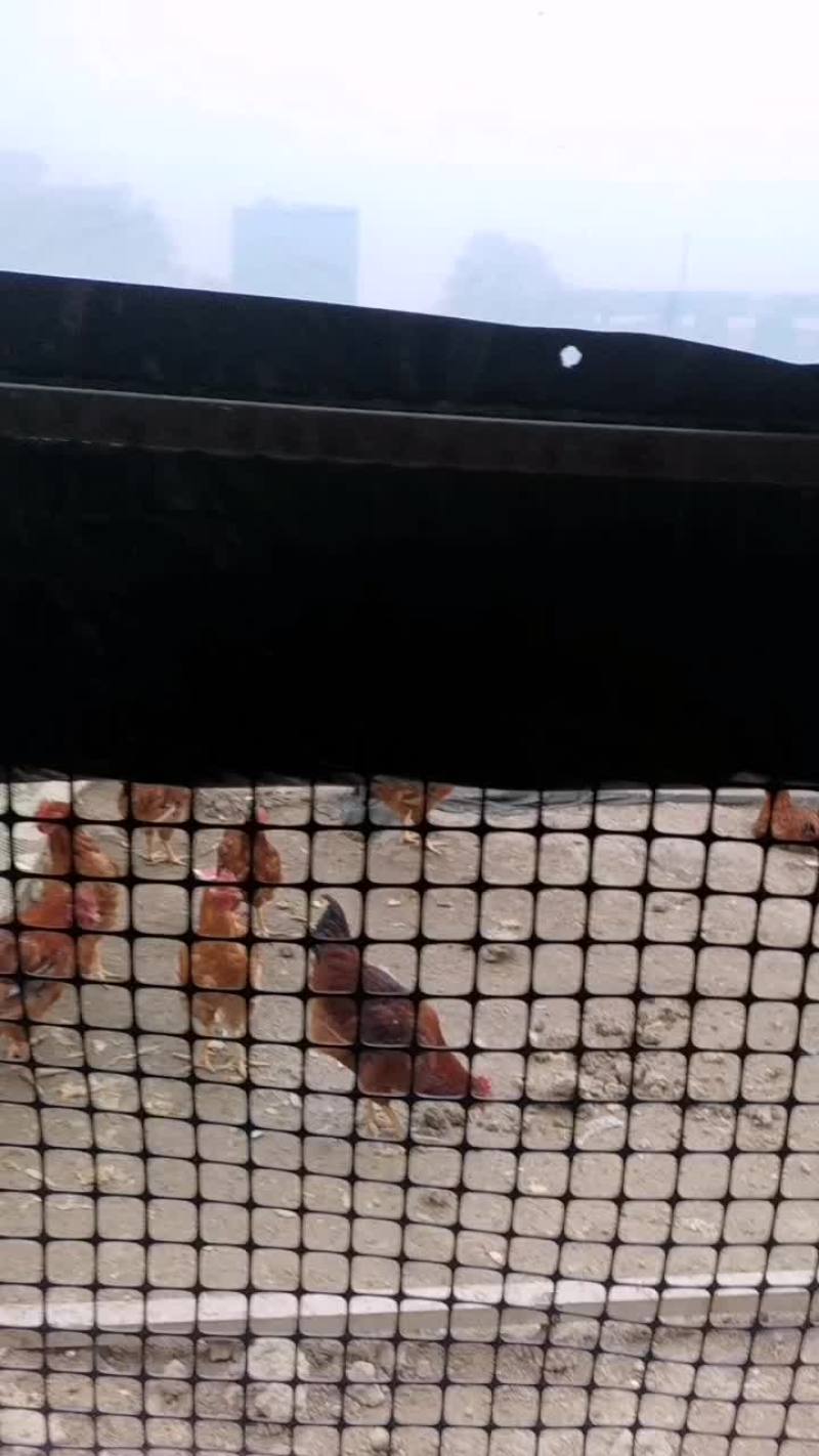 散养公鸡出售，价格电谈