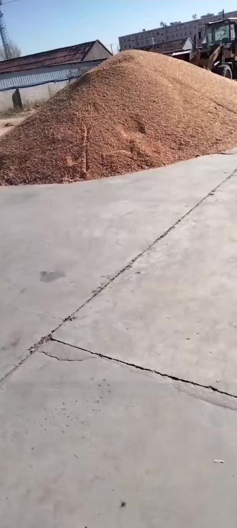 东北玉米