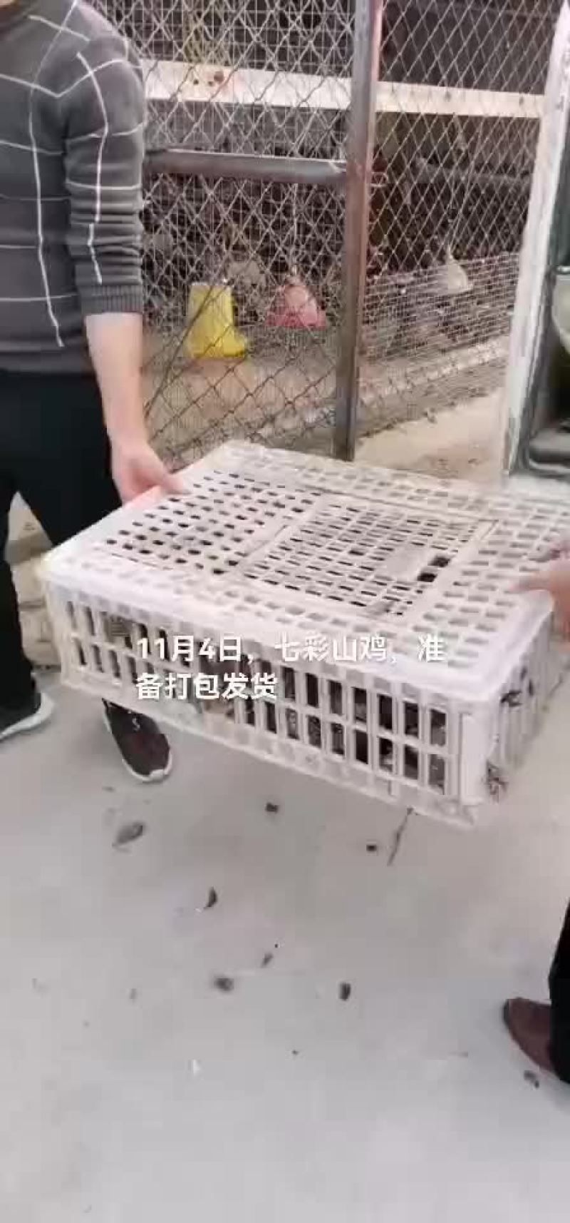 七彩山鸡