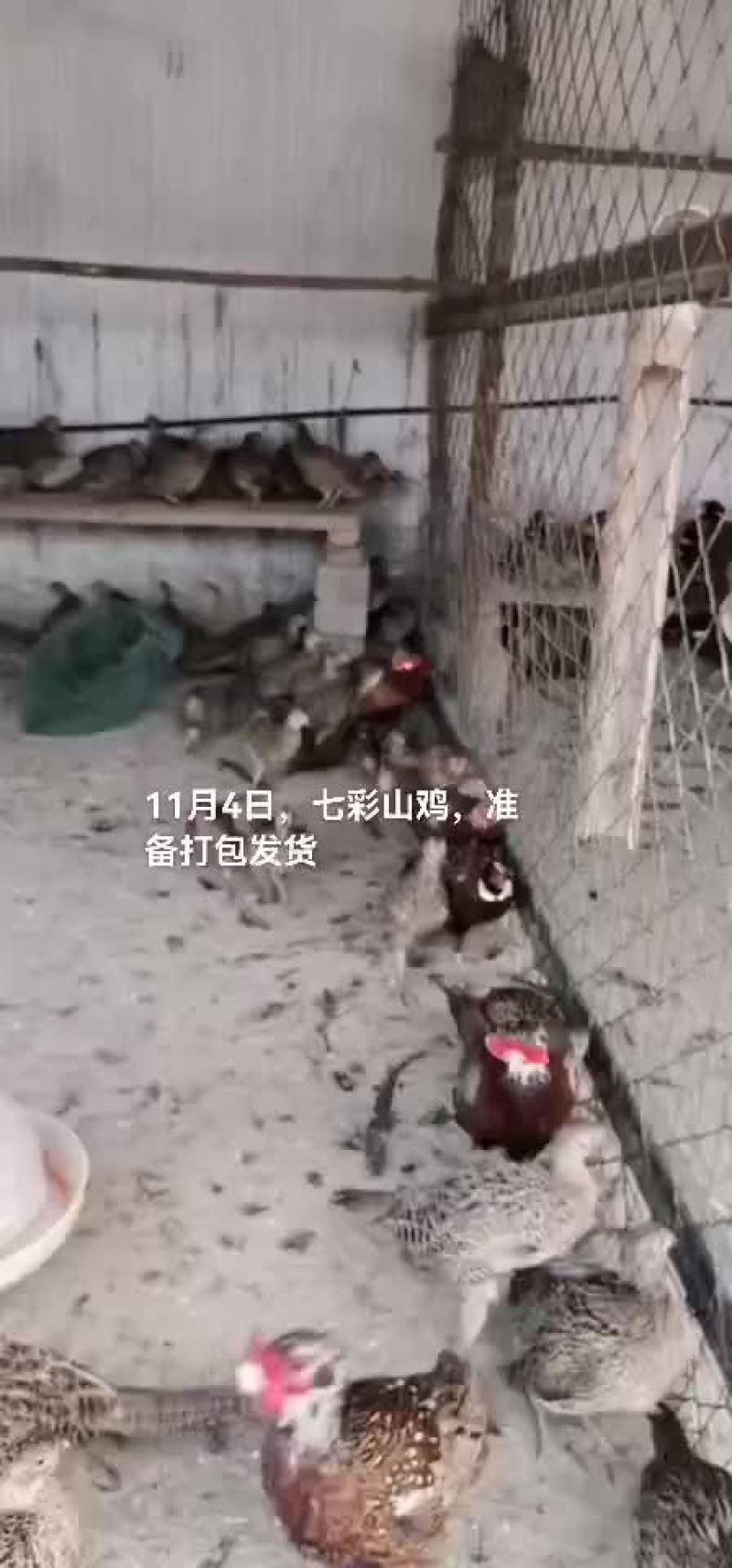 七彩山鸡
