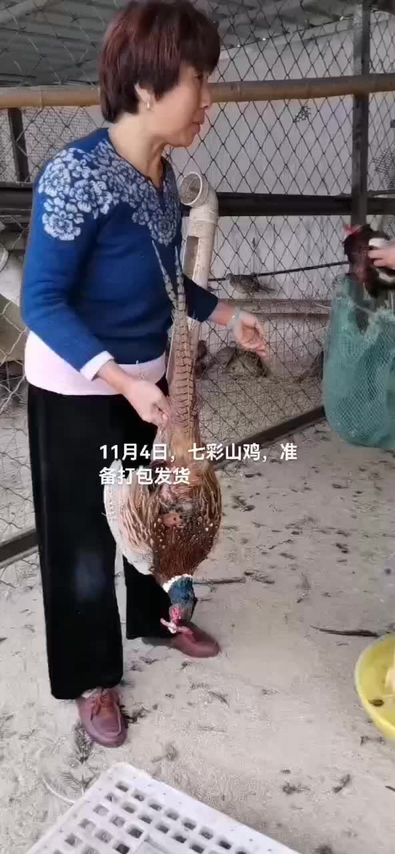 七彩山鸡