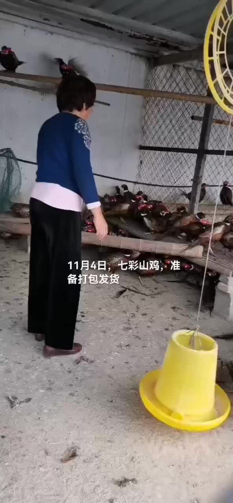 七彩山鸡
