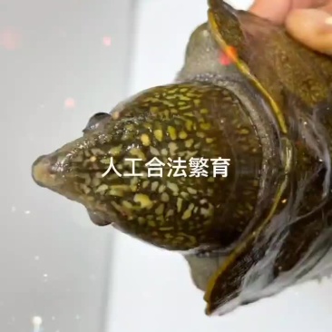 乌龟