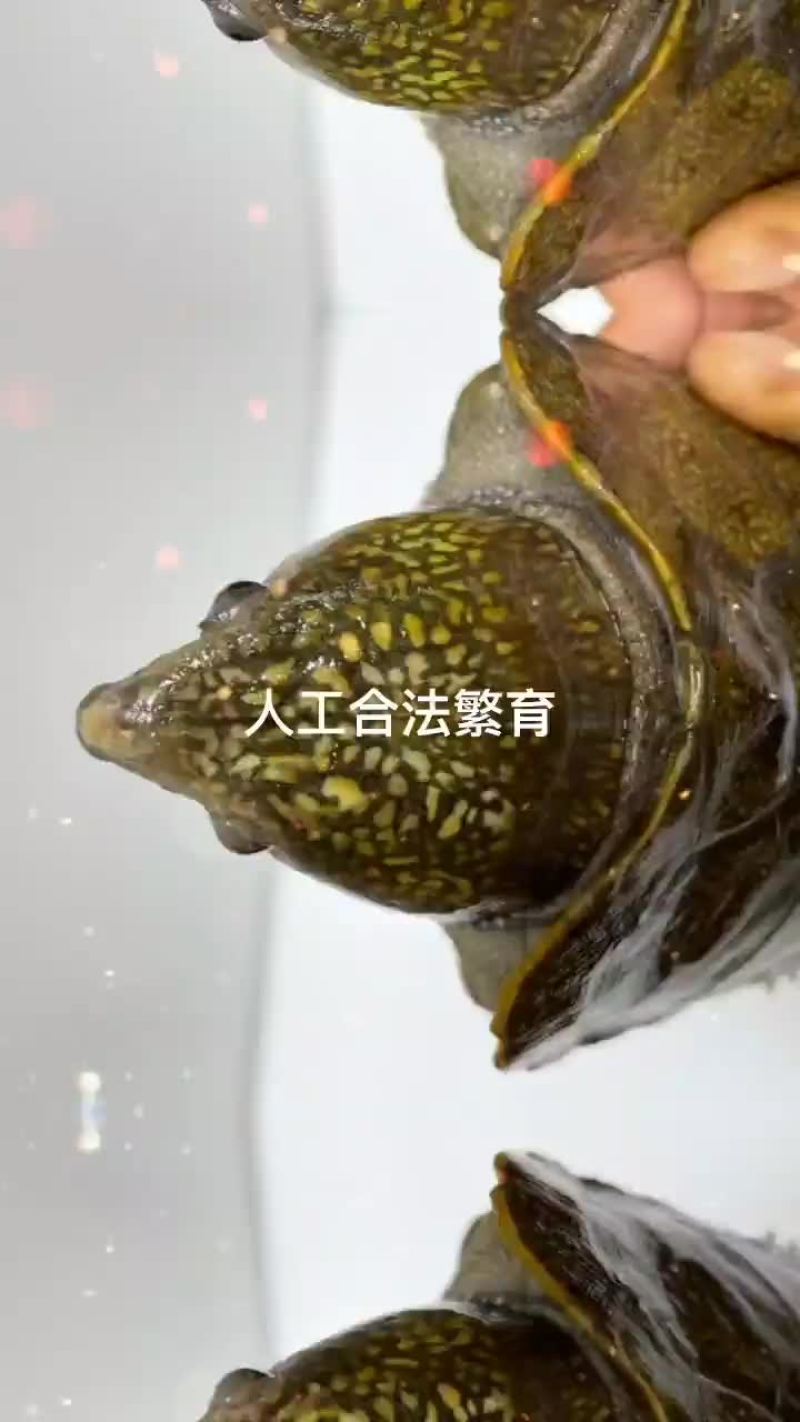 乌龟