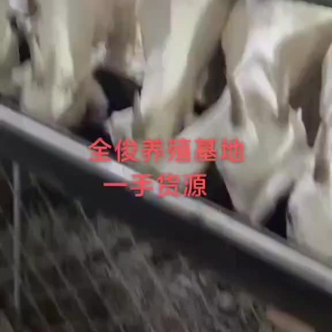 美国白山羊