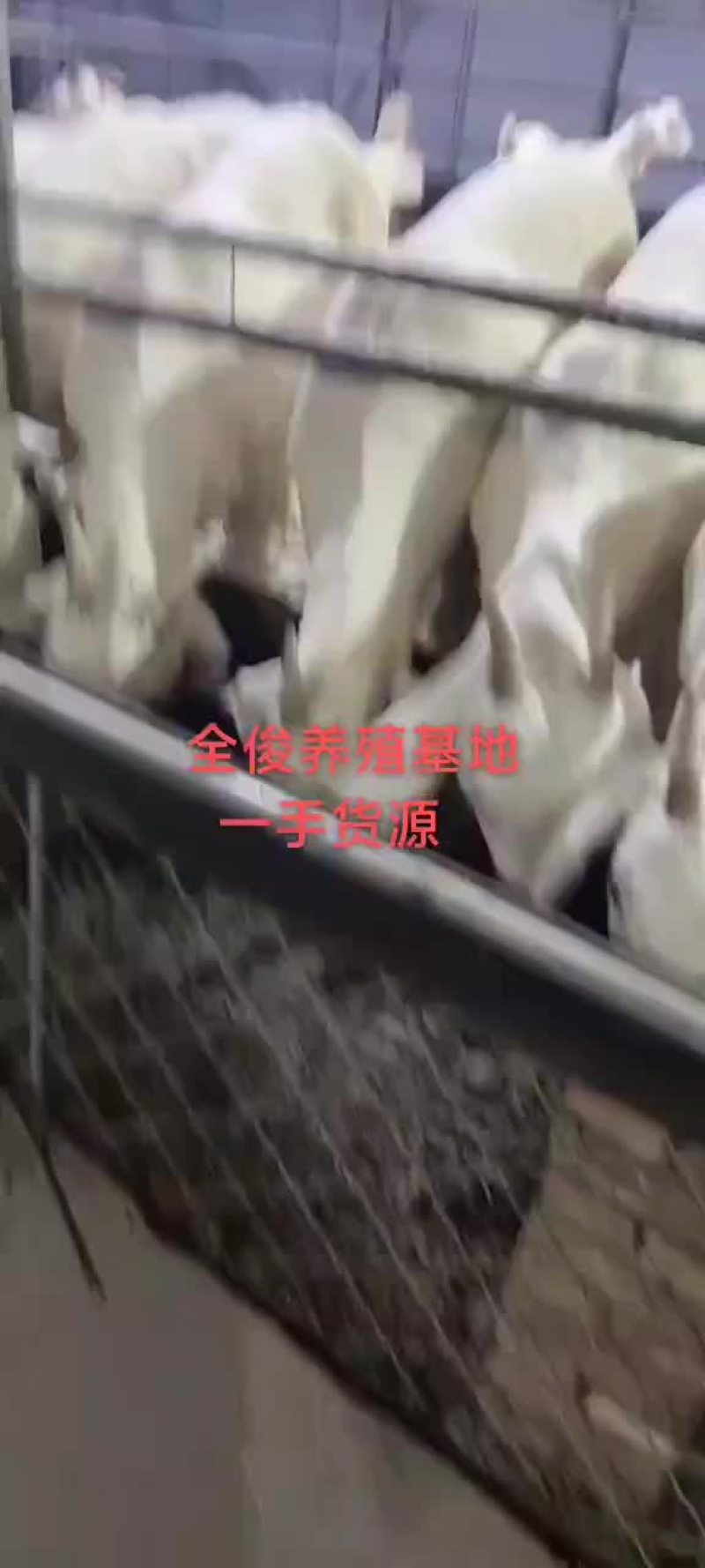 美国白山羊