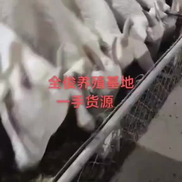 美国白山羊