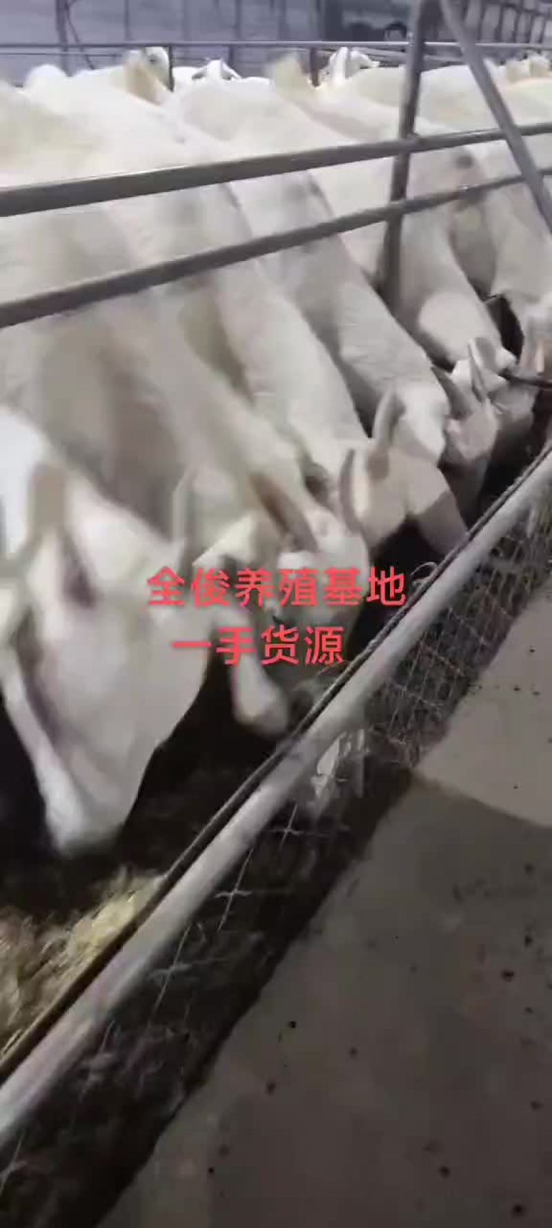 美国白山羊
