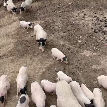 巴马香猪