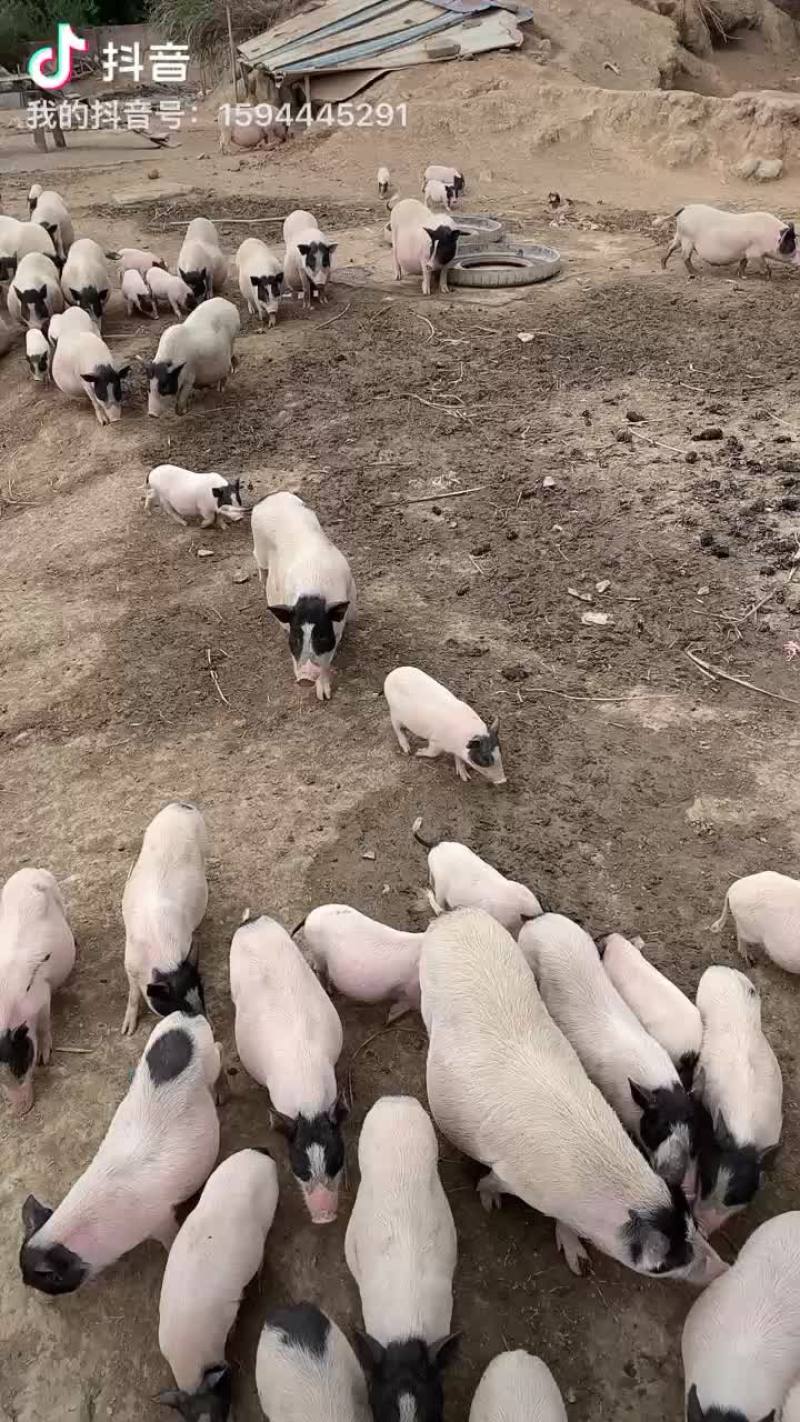 巴马香猪