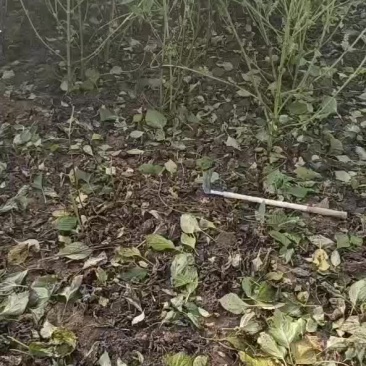 白苏子