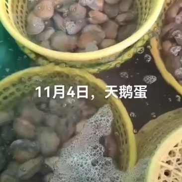 天鹅蛋