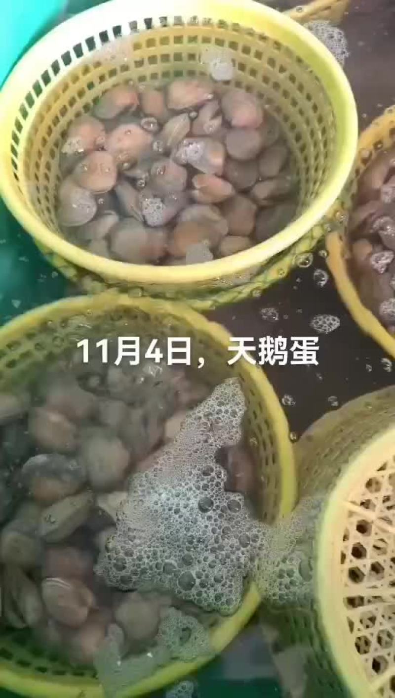 天鹅蛋