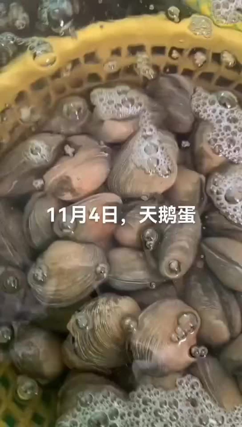 天鹅蛋