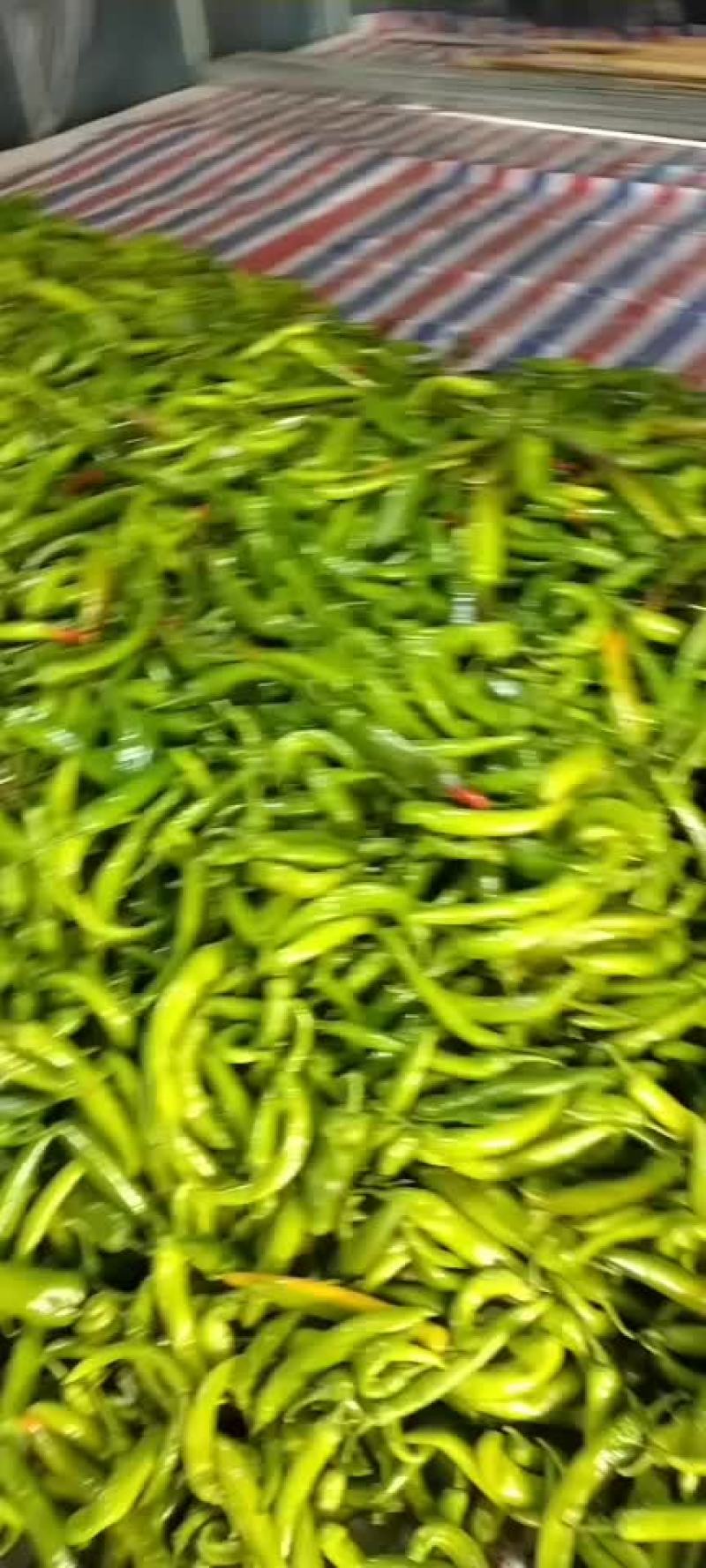 青尖椒大量上市，味道偏辣，需要的老板欢迎订货