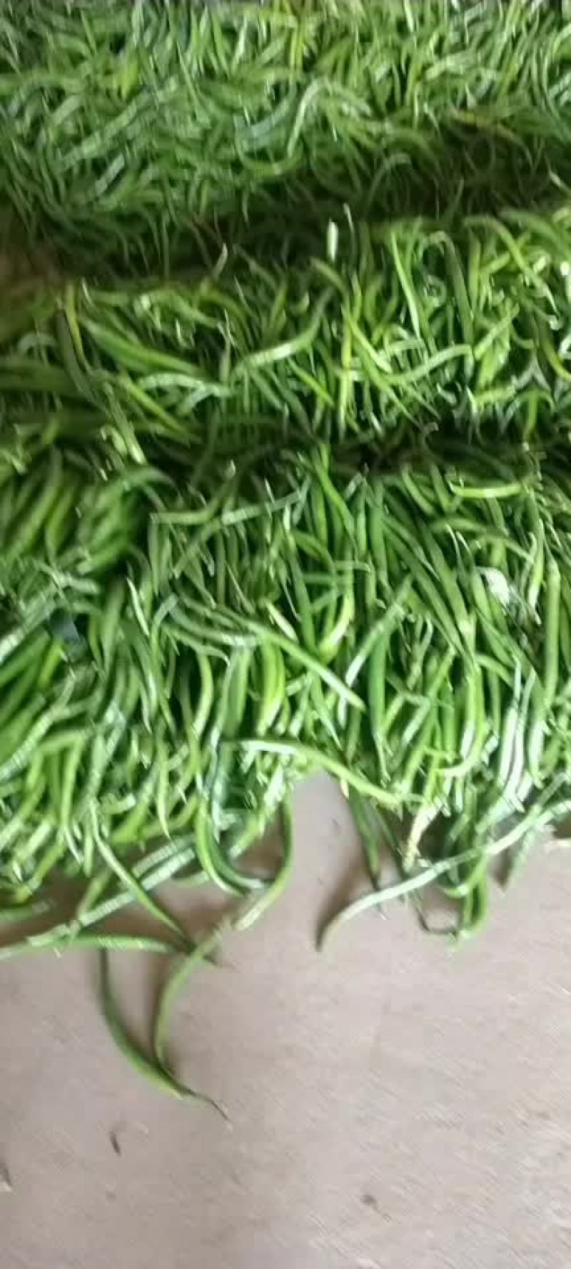 青尖椒大量上市，味道偏辣，需要的老板欢迎订货