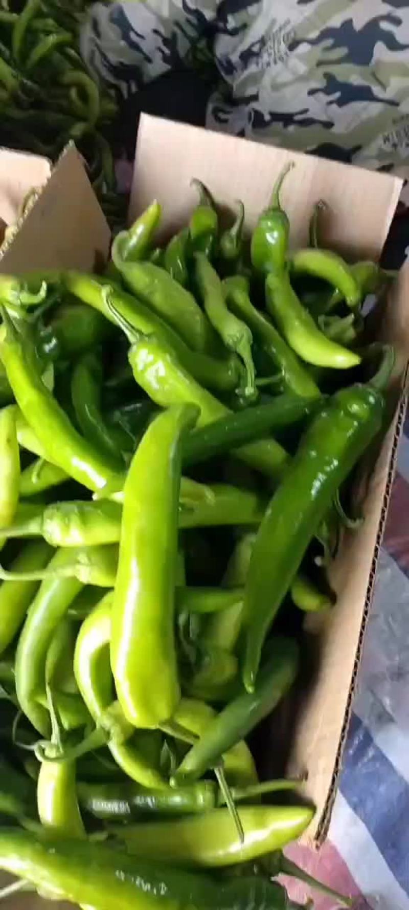 青尖椒大量上市，味道偏辣，需要的老板欢迎订货