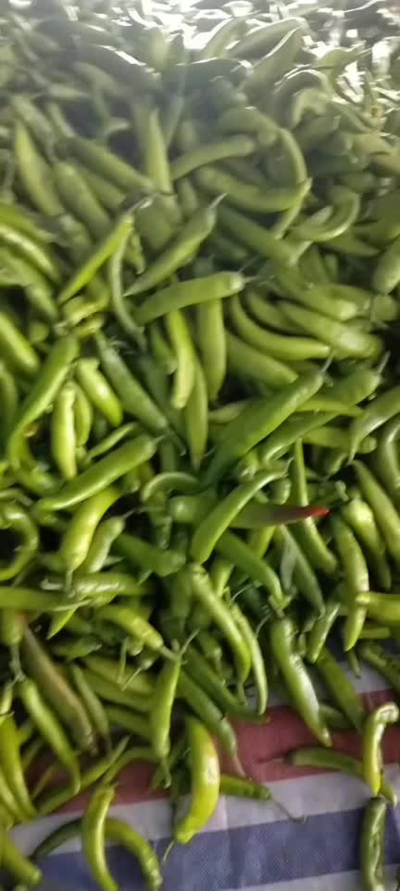 青尖椒大量上市，味道偏辣，需要的老板欢迎订货